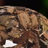 2024 Yunnan Sourcing "Jiu Tai Po Bai Cha" Old Arbor White Tea Cake