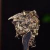 2024 Yunnan Sourcing "Mengku Gu Shu Bai Cha" White Tea Cake