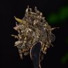 2024 Yunnan Sourcing "Jiu Tai Po" Old Arbor Raw Pu-erh Tea Cake