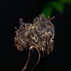 2024 Yunnan Sourcing "You Le Shan" Raw Pu-erh Tea Cake