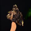 2024 Yunnan Sourcing "Synergy" Black and White Tea Cake