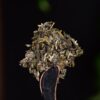 2024 Yunnan Sourcing "Mo Lie Shan" Raw Pu-erh Tea Cake
