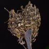 2024 Yunnan Sourcing "Da Qing Gu Shu" Raw Pu-erh Tea Cake